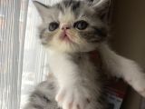 Anne Altından Exotic Shorthair Yavrular