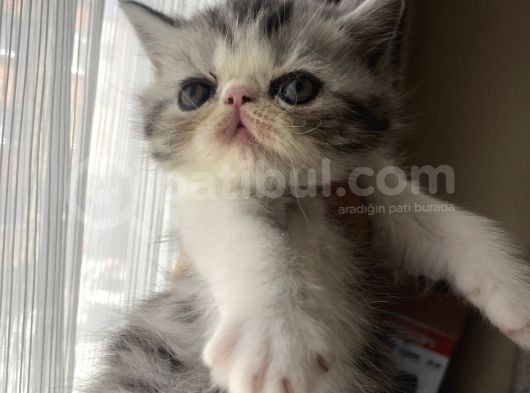 Anne Altından Exotic Shorthair Yavrular