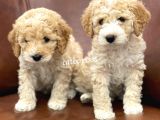 Orjinal Party Color Maltipoo Yavrularımız