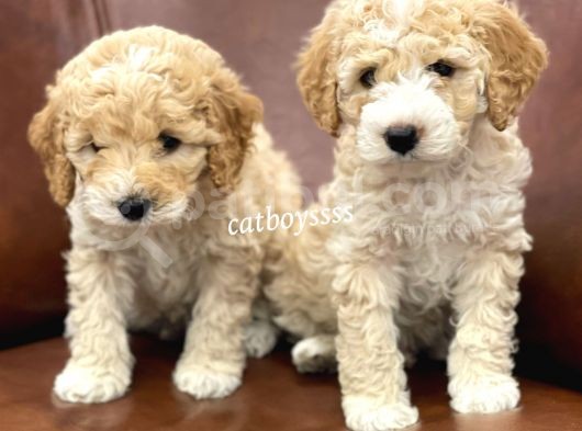 Orjinal Party Color Maltipoo Yavrularımız görsel