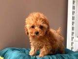Orjinal Toy Poodle
