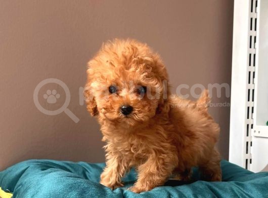 Orjinal Toy Poodle görsel