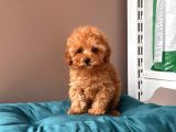 Orjinal Toy Poodle