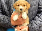 Muhteşem Party Color Maltipoo Yavrularımız