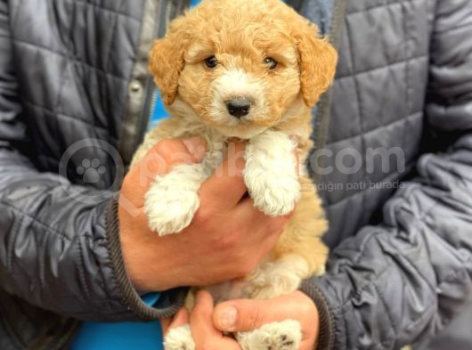 Muhteşem Party Color Maltipoo Yavrularımız görsel