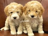 Orjinal Maltipoo Bebeklerimiz