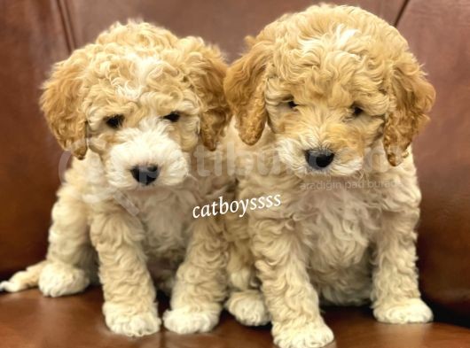 Orjinal Maltipoo Bebeklerimiz görsel