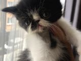 Anne Altından Exotic Shorthair Yavrular