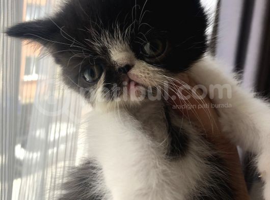 Anne Altından Exotic Shorthair Yavrular görsel