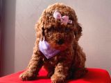 Orji̇nal Toy Poddle