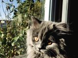 11 Aylık British Longhair Oğlumuz