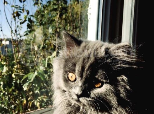 11 Aylık British Longhair Oğlumuz