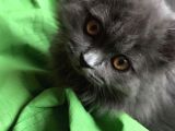 11 Aylık British Longhair Oğlumuz