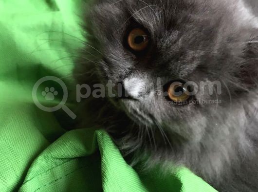 11 Aylık British Longhair Oğlumuz görsel
