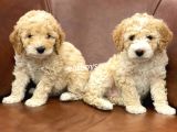 Orjinal Party Color Maltipoo Yavrularımız