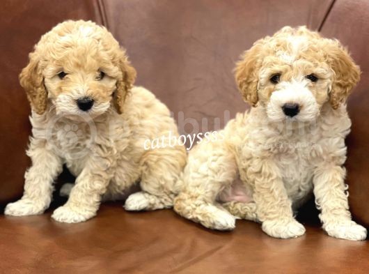 Orjinal Party Color Maltipoo Yavrularımız görsel