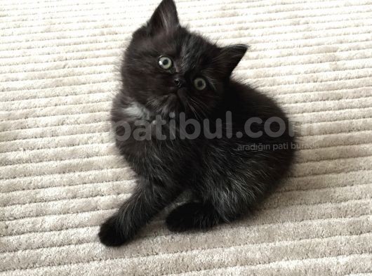 Çirkin Ördek Yavrusu görsel
