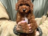 Bebek Surat Toy Poodle Yavrular