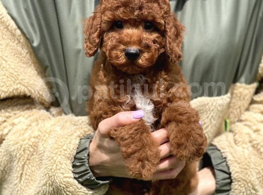 Bebek Surat Toy Poodle Yavrular