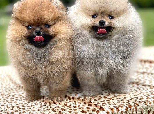 Show Kalite Pomeranian Boo Yavrular görsel