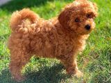 Red Brown Toy Poodle