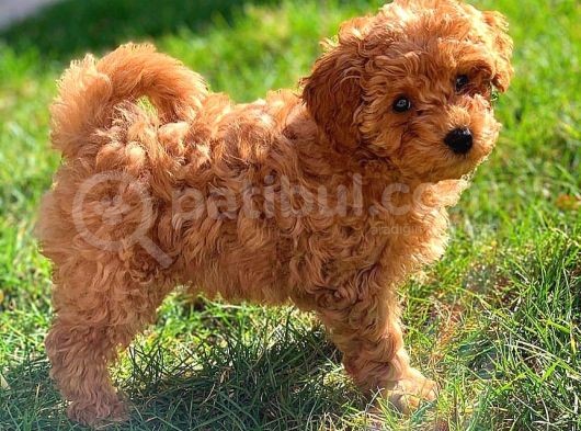 Red Brown Toy Poodle görsel
