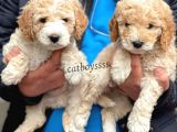 Muhteşem Party Color Maltipoo Yavrularımız