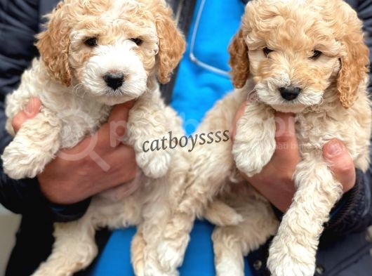 Muhteşem Party Color Maltipoo Yavrularımız görsel