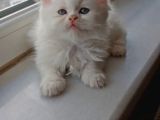 Muhtesem Guzellik Longhair