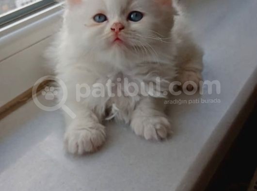 Muhtesem Guzellik Longhair