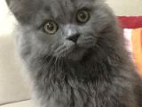 11 Aylık British Longhair Oğlumuz