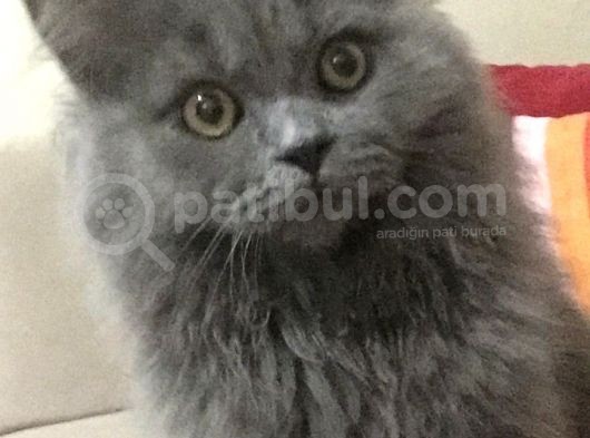 11 Aylık British Longhair Oğlumuz görsel