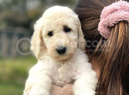 Standart Boy Irk Garantili Poodle Yavrular görsel