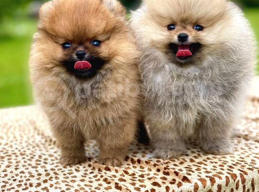 Show Kalite Pomeranian Boo Yavrular