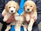Muhteşem Party Color Maltipoo Yavrularımız