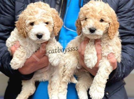 Muhteşem Party Color Maltipoo Yavrularımız görsel