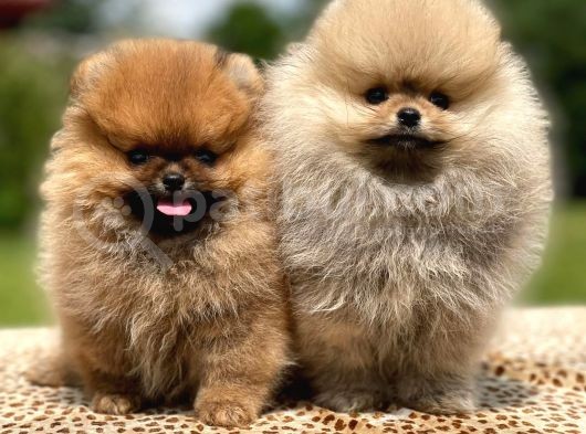 Show Kalite Pomeranian Boo Yavrular görsel