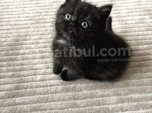 Çirkin Ördek Yavrusu görsel