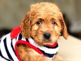 Show Kalite Maltipoo Bebekler