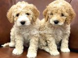 Orjinal Maltipoo Bebeklerimiz