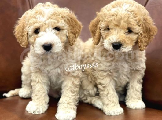 Orjinal Maltipoo Bebeklerimiz görsel