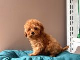Orjinal Toy Poodle