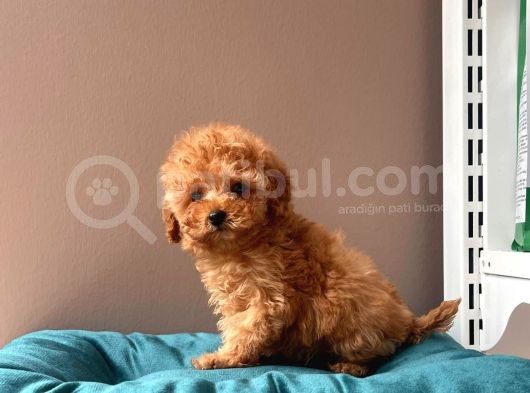 Orjinal Toy Poodle