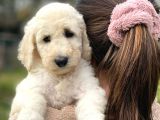 Standart Boy Irk Garantili Poodle Yavrular