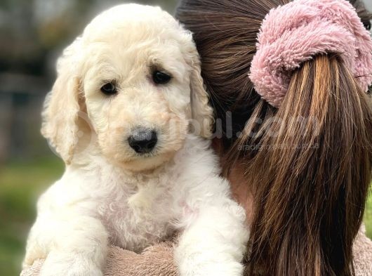 Standart Boy Irk Garantili Poodle Yavrular