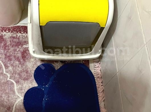 Kısırlaştırılmış Oğlumuza Yeni Yuva Arıyorum görsel