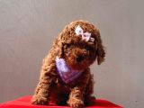 Orji̇nal Toy Poddle