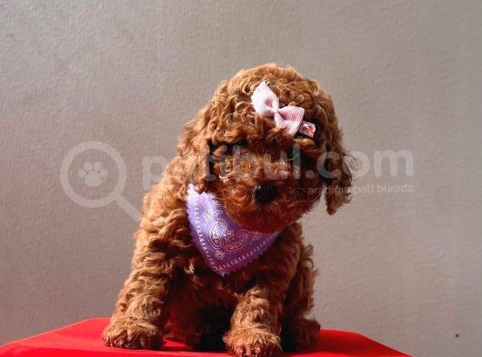 Orji̇nal Toy Poddle görsel