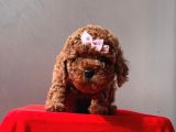 Orji̇nal Toy Poddle