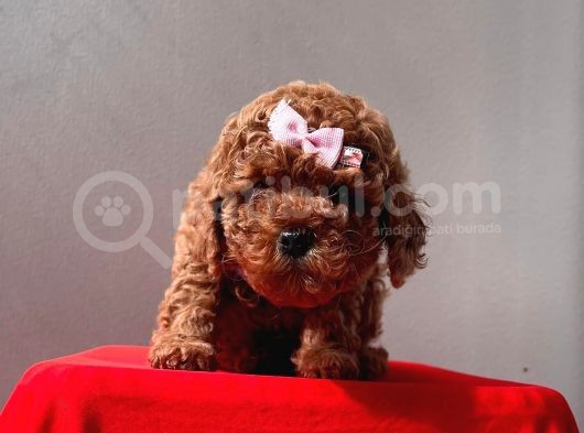 Orji̇nal Toy Poddle görsel